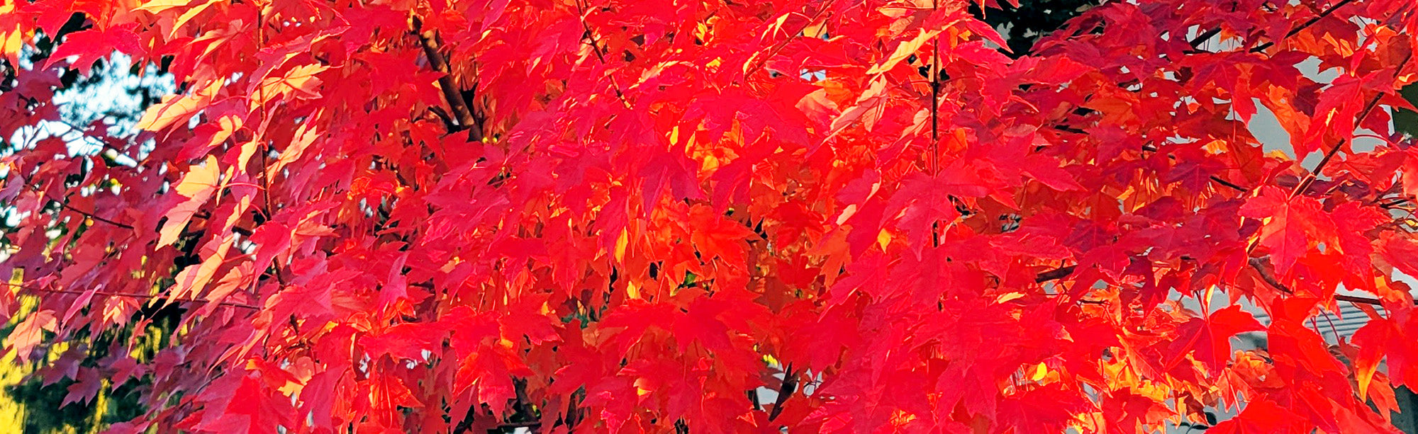 2025 Fall Clearance Sale